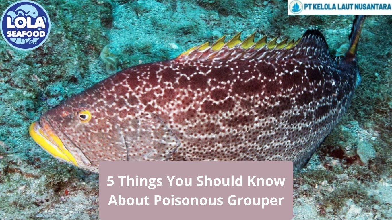 5 Things You Should Know About Poisonous Grouper